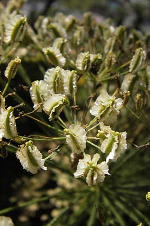 Laserpitium latifolium \ Breitblttriges Laserkraut / Broad-Leaved Sermountain, D Wanfried 3.8.2013