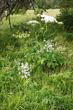 Laserpitium latifolium \ Breitblttriges Laserkraut, D Irndorfer Hardt 8.7.2014