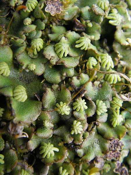 Marchantia polymorpha \ Brunnen-Lebermoos / Liverwort, D Rheinhessen, Neu-Bamberg 15.5.2010