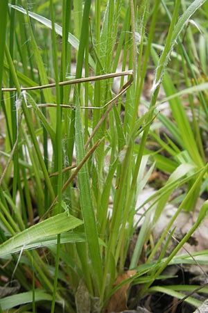 Luzula multiflora \ Vielbltige Hainsimse / Heath Wood-Rush, D Bammental 8.5.2012