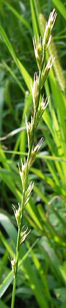 Lolium multiflorum \ Italienisches Weidelgras / Italian Rye-Grass, D Frankfurt-Schwanheim 14.7.2012