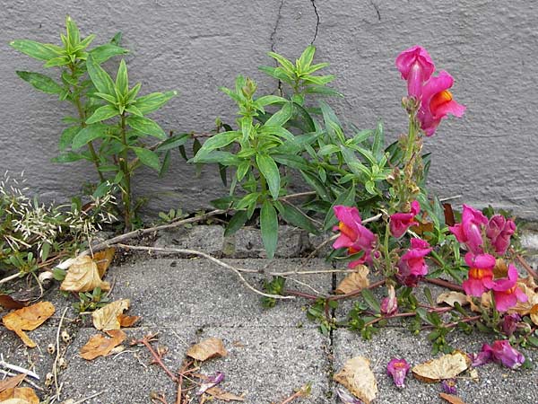 Antirrhinum majus / Snapdragon, D Mannheim 28.9.2013