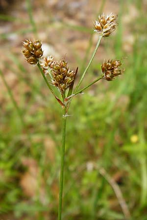 Luzula multiflora \ Vielbltige Hainsimse / Heath Wood-Rush, D Odenwald, Erbach 30.5.2014