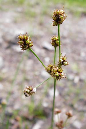 Luzula multiflora \ Vielbltige Hainsimse / Heath Wood-Rush, D Odenwald, Erbach 30.5.2014