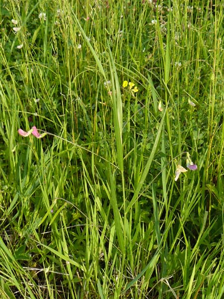 Lathyrus nissolia \ Gras-Platterbse / Grass Vetchling, D Pforzheim 28.5.2014