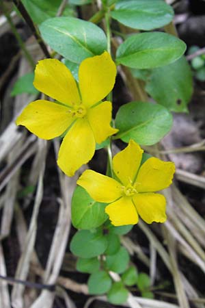 Lysimachia nummularia / Creeping-Jenny, D Mainz 30.6.2012