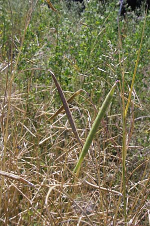 Lathyrus nissolia \ Gras-Platterbse / Grass Vetchling, D Pforzheim 20.7.2013