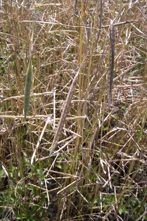 Lathyrus nissolia \ Gras-Platterbse / Grass Vetchling, D Pforzheim 20.7.2013