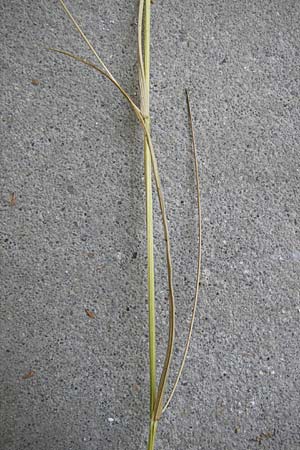 Lathyrus nissolia \ Gras-Platterbse / Grass Vetchling, D Pforzheim 20.7.2013