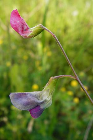 Lathyrus nissolia \ Gras-Platterbse / Grass Vetchling, D Pforzheim 28.5.2014