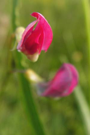 Lathyrus nissolia \ Gras-Platterbse / Grass Vetchling, D Pforzheim 28.5.2014