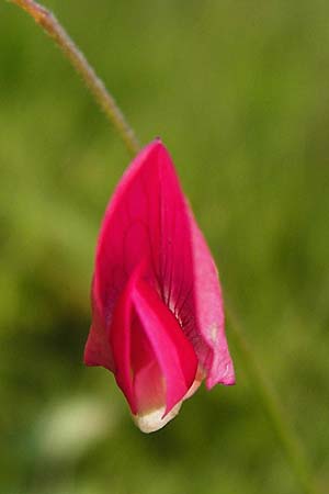 Lathyrus nissolia \ Gras-Platterbse / Grass Vetchling, D Pforzheim 28.5.2014