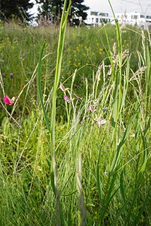 Lathyrus nissolia \ Gras-Platterbse / Grass Vetchling, D Pforzheim 28.5.2014