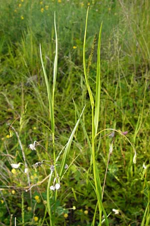 Lathyrus nissolia \ Gras-Platterbse / Grass Vetchling, D Pforzheim 28.5.2014
