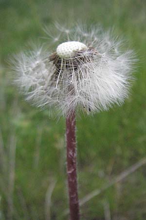 Taraxacum sect. Ruderalia / Dandelion, D Landau 8.5.2006