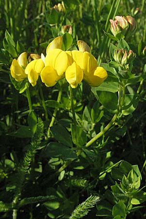 Lotus corniculatus \ Gewhnlicher Hornklee, D Bruchsal 11.5.2006