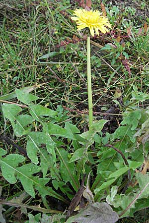 Taraxacum sect. ruderalia, Gewöhnlicher Lwenzahn, Kuhblume