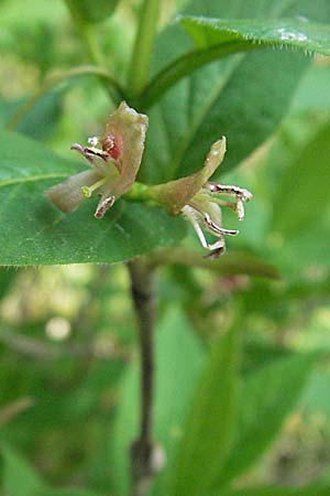 Lonicera alpigena \ Alpen-Heckenkirsche / Alpine Honeysuckle, D Fridingen 21.4.2007