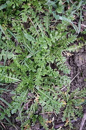 Capsella bursa-pastoris \ Hirtentschel / Shepherd's Purse, D Rheinhessen, Gau-Odernheim 5.4.2008