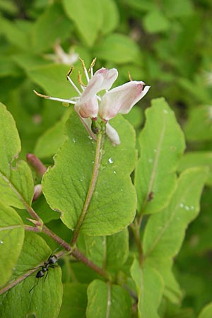 Lonicera nigra \ Schwarze Heckenkirsche / Black Honeysuckle, D Pfronten 22.5.2009