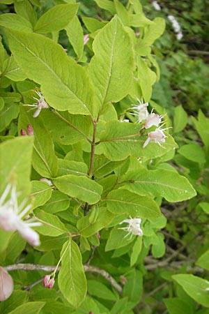 Lonicera nigra \ Schwarze Heckenkirsche / Black Honeysuckle, D Pfronten 22.5.2009