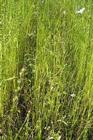 Lolium remotum \ Lein-Lolch / Flax Rye-Grass, D Botan. Gar.  Universit.  Mainz 11.7.2009