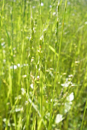 Lolium remotum \ Lein-Lolch / Flax Rye-Grass, D Botan. Gar.  Universit.  Mainz 11.7.2009