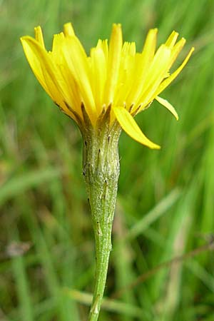 Scorzoneroides autumnalis \ Herbst-Schuppenlwenzahn / Autumn Hawkbit, Fall Dandelion, D Mannheim 21.9.2008