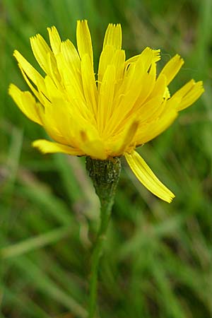 Scorzoneroides autumnalis \ Herbst-Schuppenlwenzahn / Autumn Hawkbit, Fall Dandelion, D Mannheim 21.9.2008