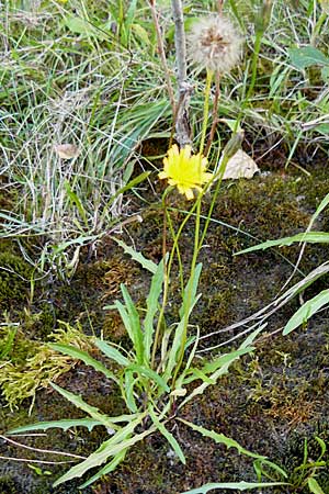 Leontodon autumnalis \ Herbst-Lwenzahn, D Mannheim 21.9.2008