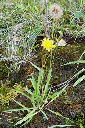 Scorzoneroides autumnalis \ Herbst-Schuppenlwenzahn / Autumn Hawkbit, Fall Dandelion, D Mannheim 21.9.2008