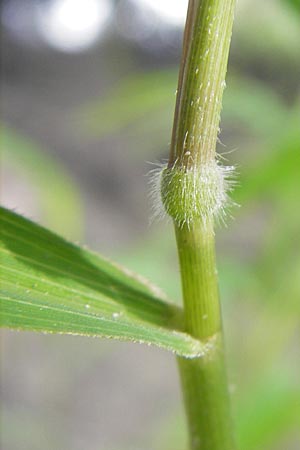 Leersia oryzoides \ Wild-Reis / Rice Cutgrass, D Karlsruhe 23.7.2011