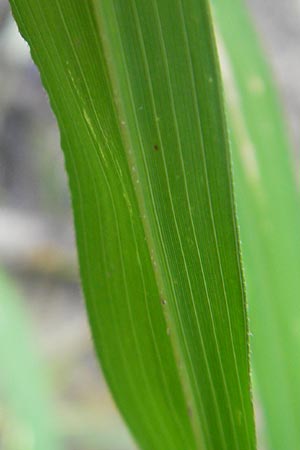 Leersia oryzoides \ Wild-Reis / Rice Cutgrass, D Karlsruhe 23.7.2011