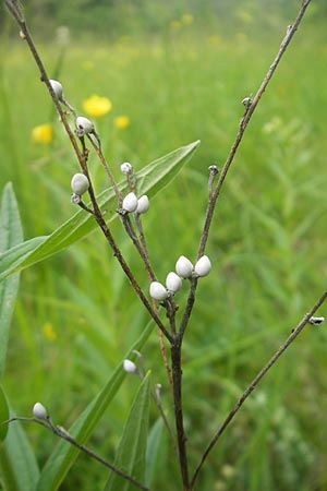 Lithospermum officinale \ Echter Steinsame / Common Gromwell, D Neuburg an der Donau 7.6.2012