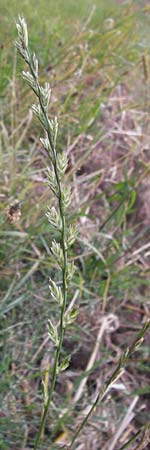 Lolium multiflorum / Italian Rye-Grass, D Wiesloch 11.9.2012