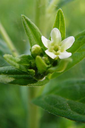 Lithospermum officinale \ Echter Steinsame / Common Gromwell, D Ketsch 16.5.2014