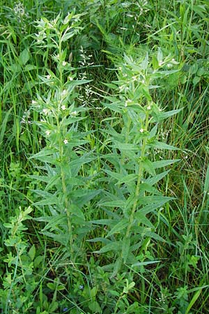 Lithospermum officinale \ Echter Steinsame / Common Gromwell, D Ketsch 16.5.2014