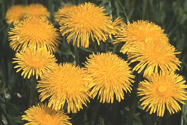 Taraxacum sect. Ruderalia \ Gewhnlicher Lwenzahn, Kuhblume / Dandelion, D Bamberg 1.5.1983