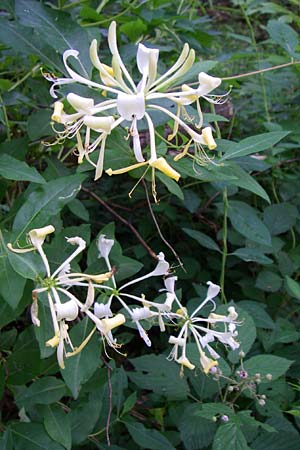 Lonicera periclymenum / Honeysuckle, D Donnersberg 14.6.2008