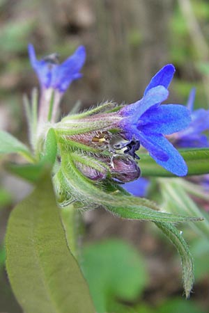 Lithospermum purpurocaeruleum / Purple Gromwell, D Werbach 2.5.2010