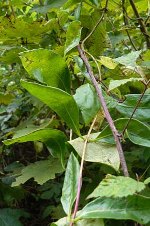 Lonicera periclymenum \ Wald-Geiblatt / Honeysuckle, D Eberbach 24.9.2014