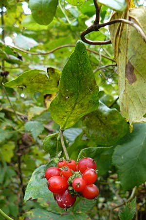 Lonicera periclymenum / Honeysuckle, D Eberbach 24.9.2014