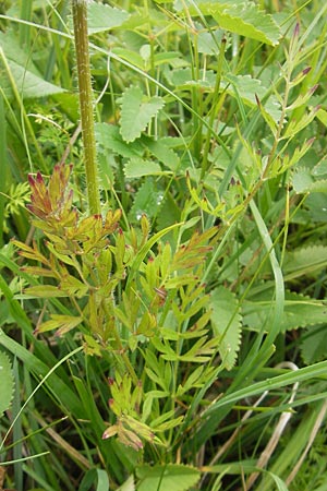 Laserpitium prutenicum \ Preuisches Laserkraut / Prussian Sermountain, D Gessertshausen 30.7.2011