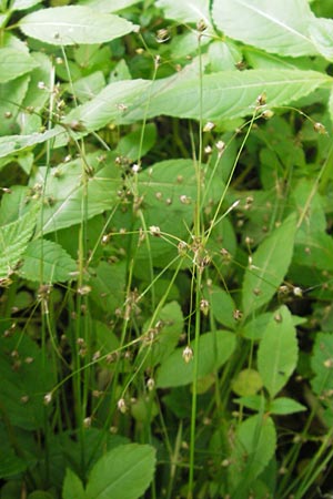 Luzula pilosa \ Behaarte Hainsimse / Hairy Wood-Rush, D Bammental 8.5.2012