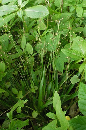 Luzula pilosa / Hairy Wood-Rush, D Bammental 8.5.2012