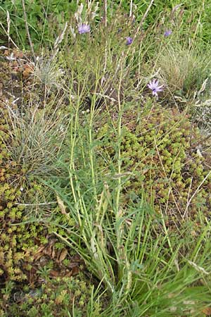 Lactuca perennis \ Blauer Lattich, D Wellheim im Urdonautal 6.6.2012