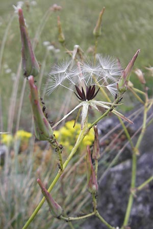 Lactuca perennis \ Blauer Lattich / Blue Lettuce, D Wellheim im Urdonautal 6.6.2012