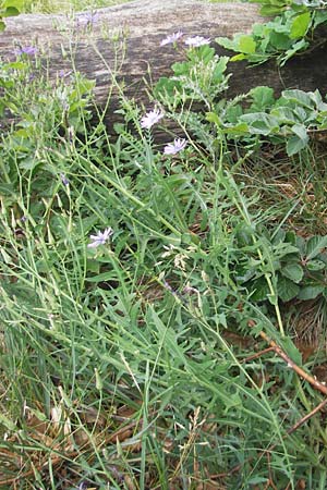 Lactuca perennis \ Blauer Lattich, D Kipfenberg 7.6.2012