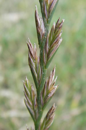 Lolium perenne \ Deutsches Weidelgras, Englisches Ray-Gras / Perennial Rye-Grass, D Mannheim 18.7.2012