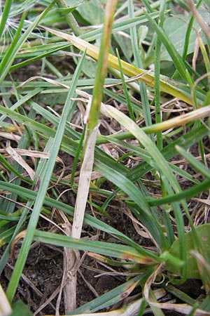 Lolium perenne / Perennial Rye-Grass, D Mannheim 18.7.2012